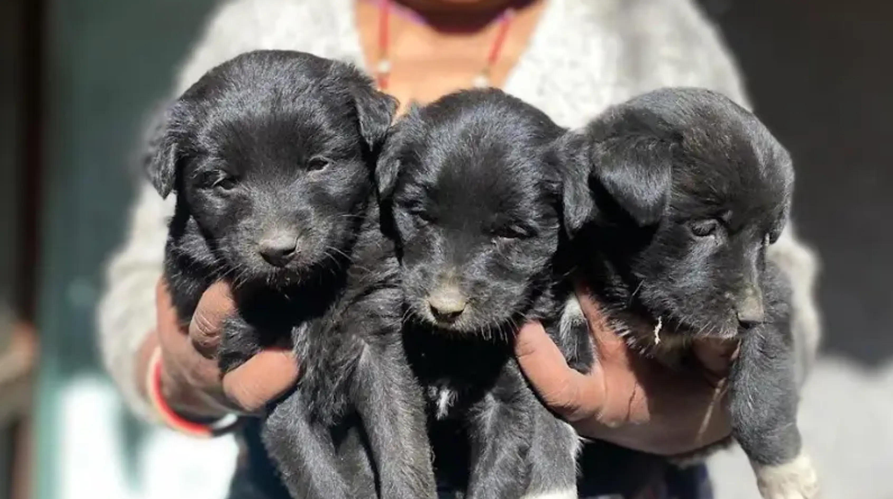 Street Dog Care Street Dog Care